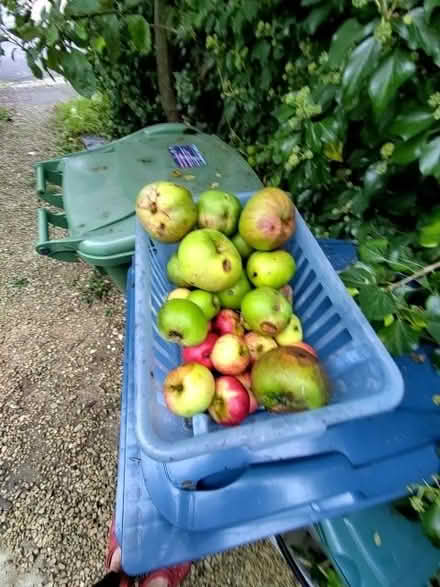 Photo of free Windfall apples, mix of cooking and eating (Cricket Road OX4) #1