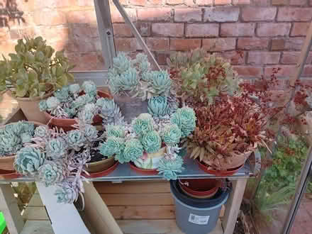 Photo of free succulent plants (Southport PR8) #1