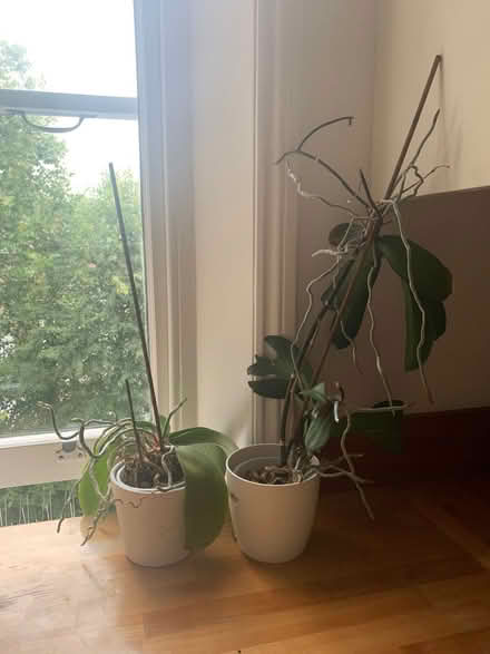 Photo of free Orchids (Earls Court SW10) #1