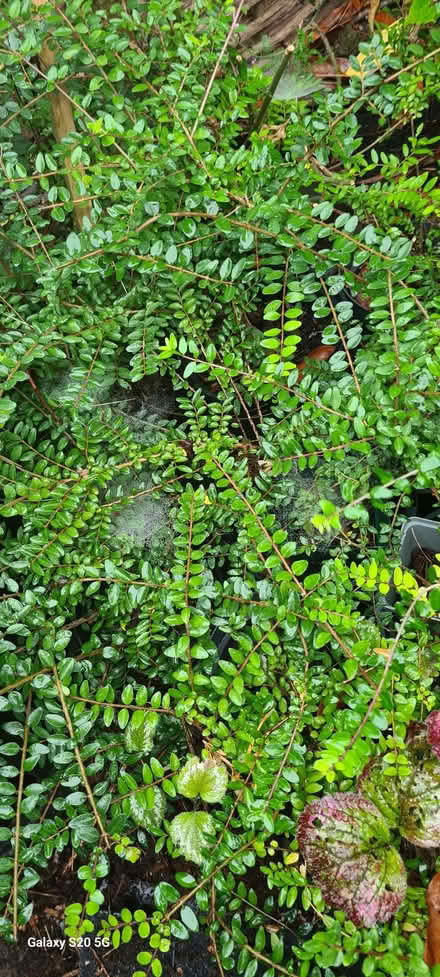 Photo of free Hedging plants (Northfield B31) #1