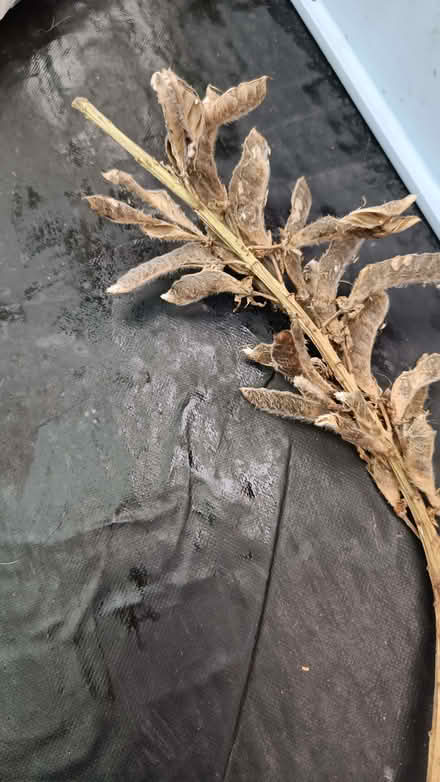 Photo of free Lupin seeds and gladioli bulbs (Woodside TF7) #2