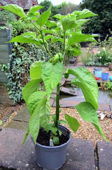 Photo of free Habanero chilli plant (Barcombe Mills) #1