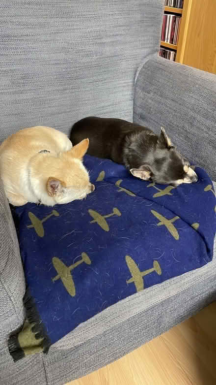 Photo of Puppy Pads (Twickenham TW1) #1