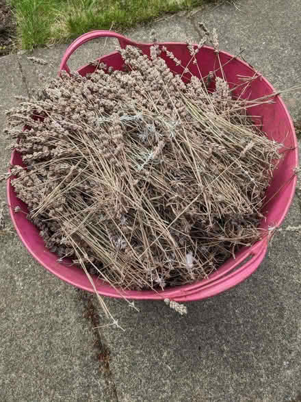 Photo of free Lavender trimmings (Castle MK40) #1