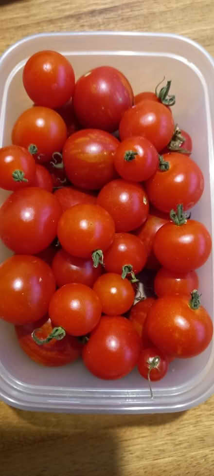 Photo of free Home grown organic tomatoes (Costhorpe S81) #1