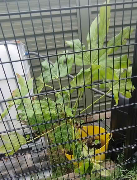 Photo of free Japanese Paper Tree Plant (Swords) #1