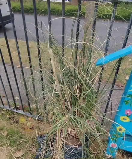 Photo of free Pampas Grass (Swords) #1