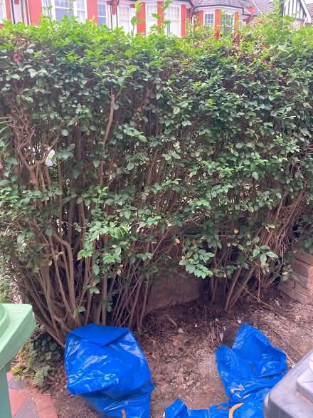 Photo of free Mature privet hedges (Muswell Hill n10) #2