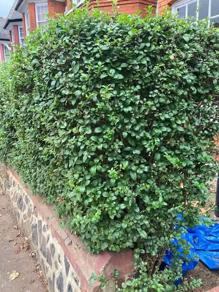 Photo of free Mature privet hedges (Muswell Hill n10) #1