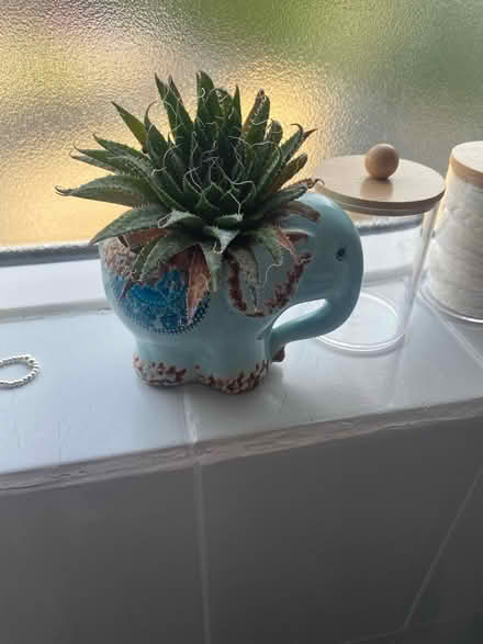 Photo of free Aloe Vera Plant and 2xLittle cactus (CH62) #1