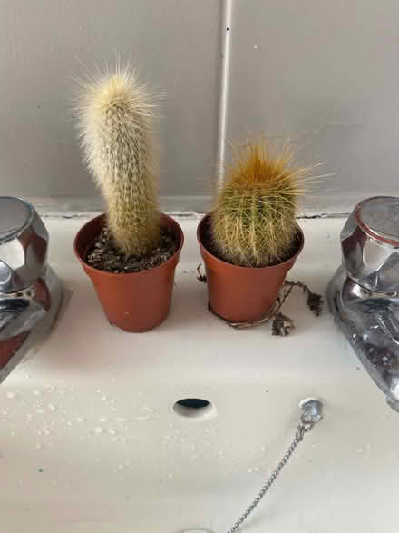 Photo of free Aloe Vera Plant and 2xLittle cactus (CH62) #2