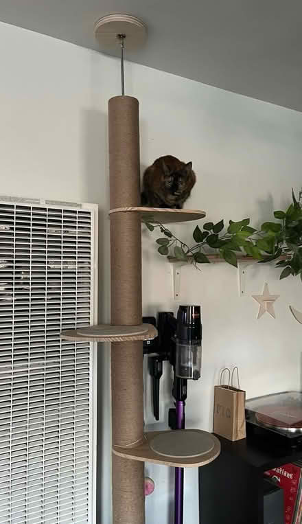 Photo of free Cat tree (West Hollywood, CA) #2
