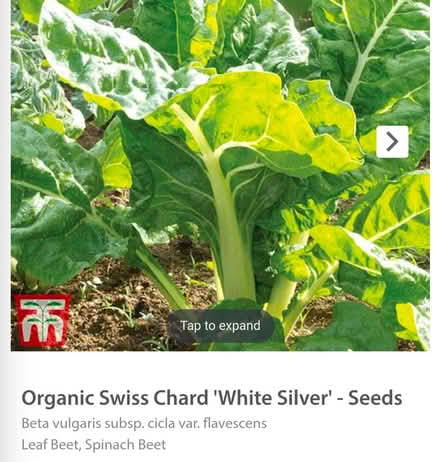 Photo of free Chard (Sutton) #1
