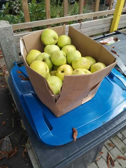 Photo of free Cooking apples left outside to pick (Norbury SW16) #1