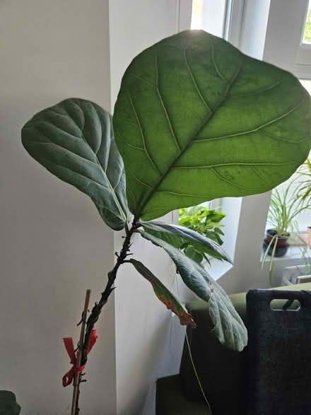 Photo of free Fig tree plant (Camberwell) #2