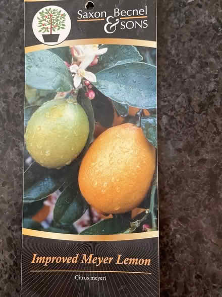 Photo of free Meyer lemon tree (West Bde Maka Ska) #3