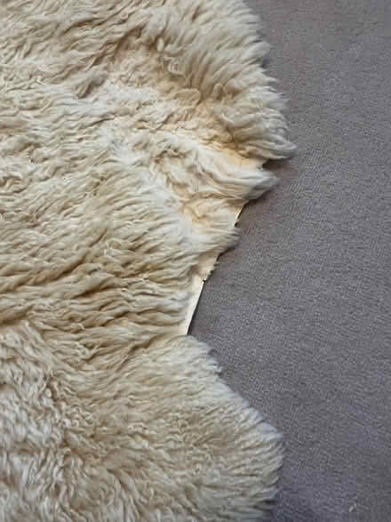 Photo of free Double sheepskin rug (Weybridge KT13) #2