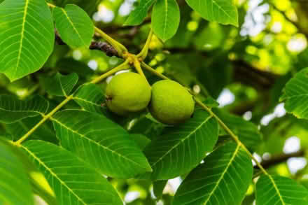 Photo of Walnut leaves and husks (Headington, OX3) #1