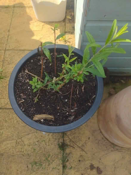 Photo of free Buddleia fountain type (Deddington OX15) #1