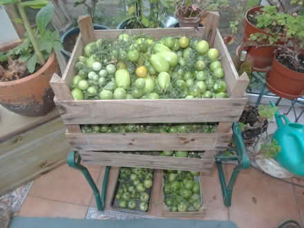Photo of free green tomatoes (Smiths Estate OX28) #1
