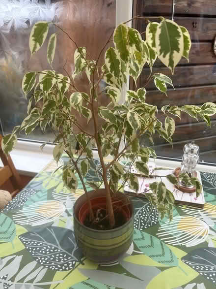 Photo of free House plants (LA3 Morecambe) #2