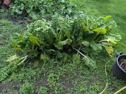 Photo of free Chard (Sutton) #2