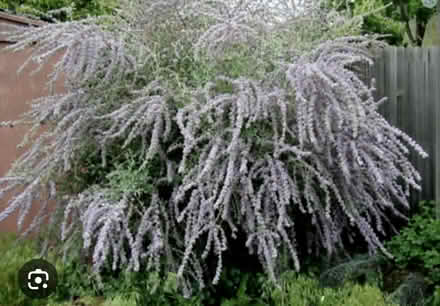 Photo of free Buddleia fountain type (Deddington OX15) #2