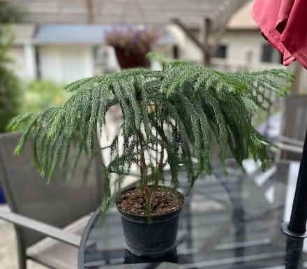 Photo of free Norfolk Island pine tree plant (Bloor Lansdowne) #1