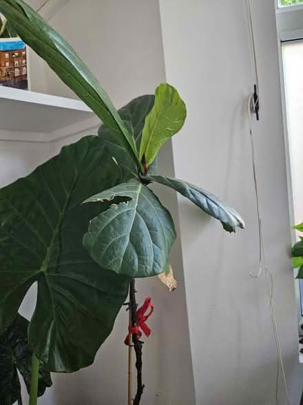 Photo of free Fig tree plant (Camberwell) #1