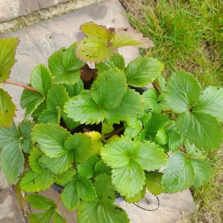 Photo of free rooted strawberry plants (Parkstreet AL2) #1