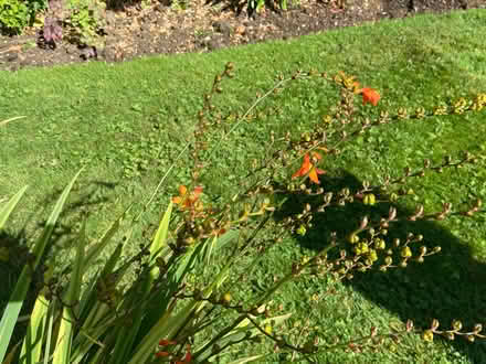 Photo of free Orange Crocosmia (Bicester Fringford OX27) #2