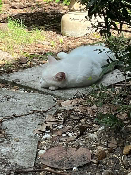 Photo of Canned cat food (Gulfport) #1