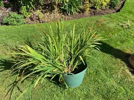 Photo of free Orange Crocosmia (Bicester Fringford OX27) #1