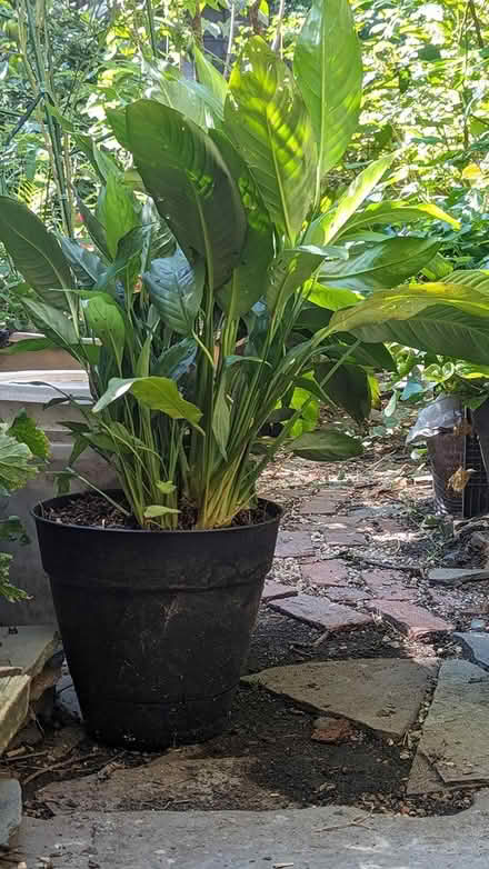 Photo of free Peace lily, syngonium (Park Slope (north)) #1