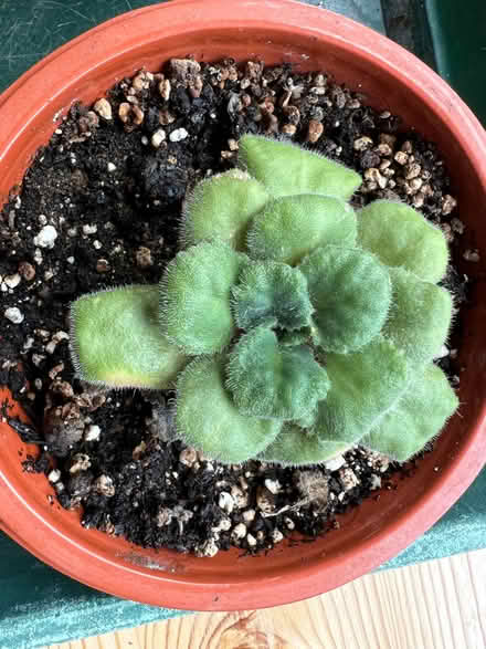 Photo of free African violet plants (Knotty Green HP9) #1