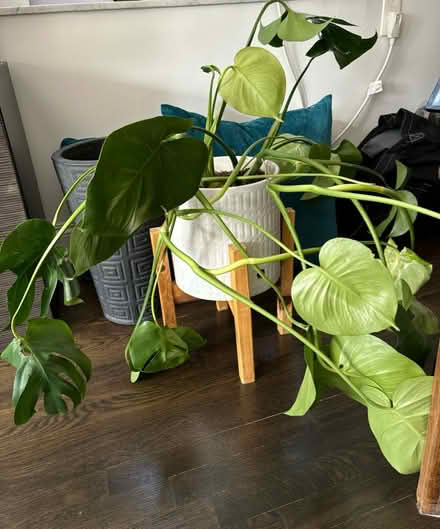 Photo of free Living philodendron with planter (240 W 73rd St) #1