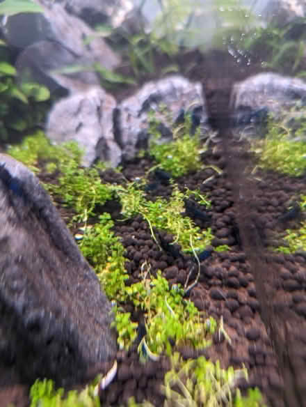 Photo of free A big pile of aquarium plants (Tonbridge TN10) #2