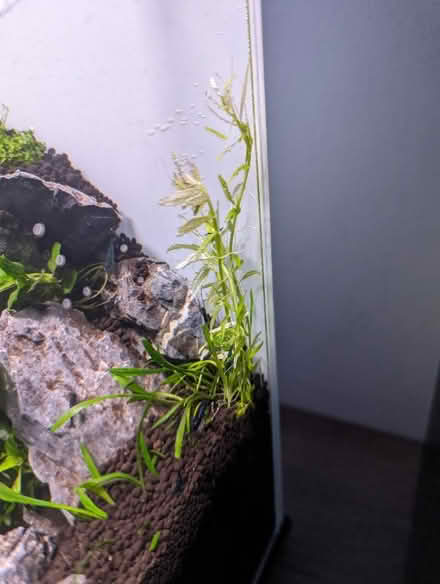 Photo of free A big pile of aquarium plants (Tonbridge TN10) #3