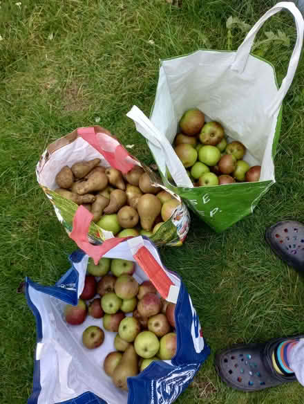 Photo of free Apples and pears (Chippenham SN15) #1