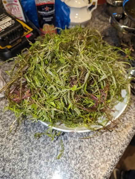 Photo of free A big pile of aquarium plants (Tonbridge TN10) #1