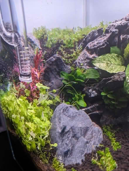 Photo of free A big pile of aquarium plants (Tonbridge TN10) #4