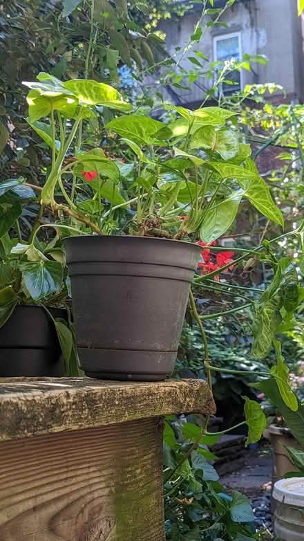 Photo of free Peace lily, syngonium (Park Slope (north)) #2