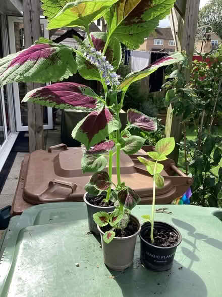 Photo of free Coleus plants (Cholsey OX10) #1