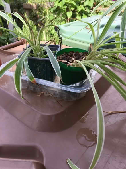 Photo of free Spider plants (Cholsey OX10) #1