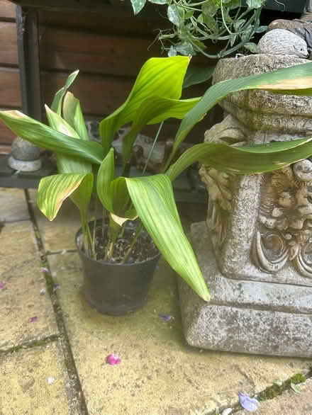 Photo of free Peace lily house plant (LA3 Morecambe) #1