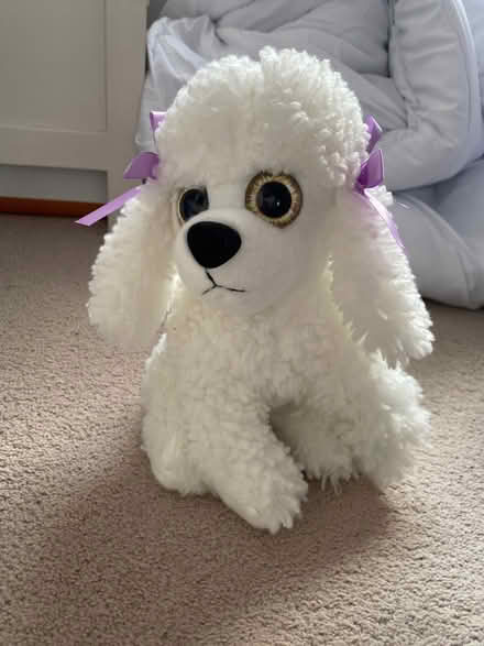 Photo of free Cuddle toy - white poodle (Coventry CV5) #1