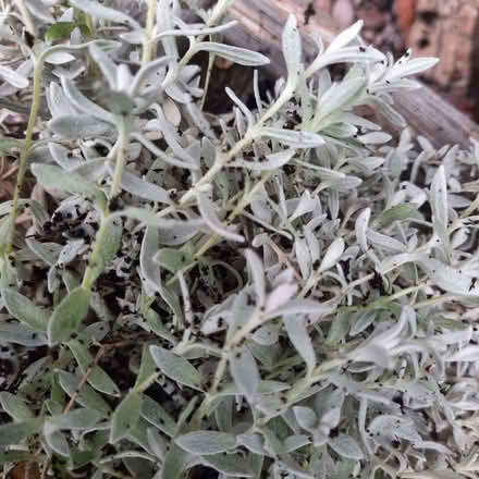 Photo of free Cerastium (Southport PR9) #1