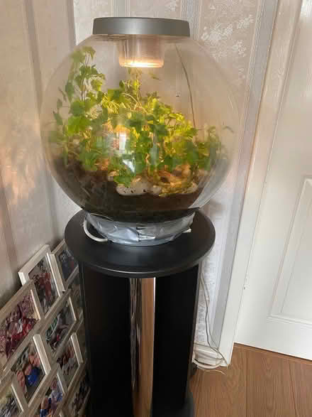 Photo of free Terrarium in glass globe (Aldridge) #1