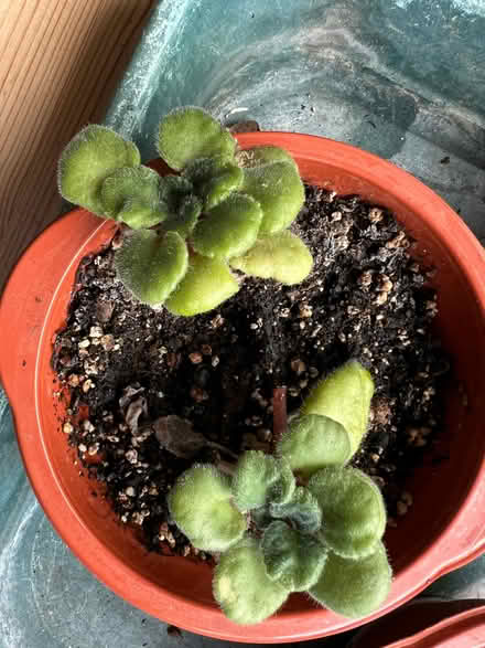 Photo of free African violet plants (Knotty Green HP9) #2
