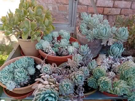 Photo of free succulents (Southport PR8) #1